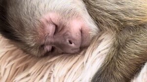 САМОЕ МИЛОЕ ВИДЕО! Мона с Фиником спят)))