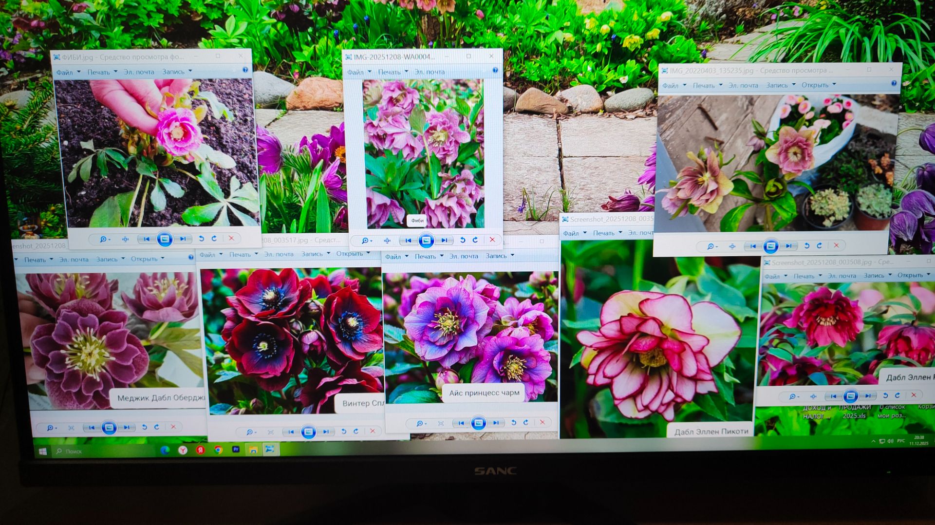 Посадка новых морозников из Краснодара в моём южном саду 12.12.2025 г. Пятигорск