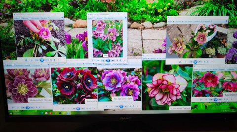 Посадка новых морозников из Краснодара в моём южном саду 12.12.2025 г. Пятигорск