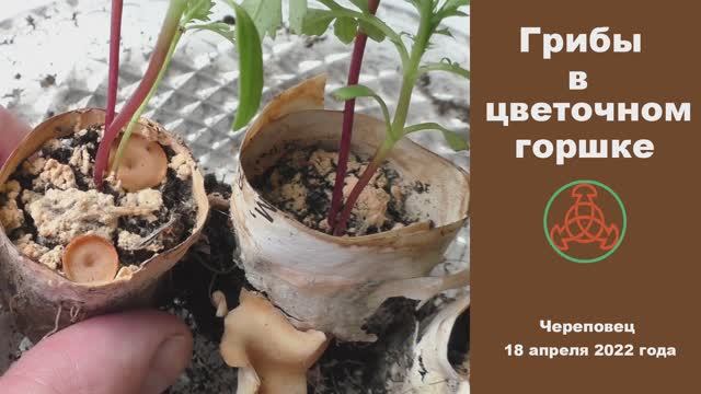 Грибы в цветочном горшке. смотреть онлайн