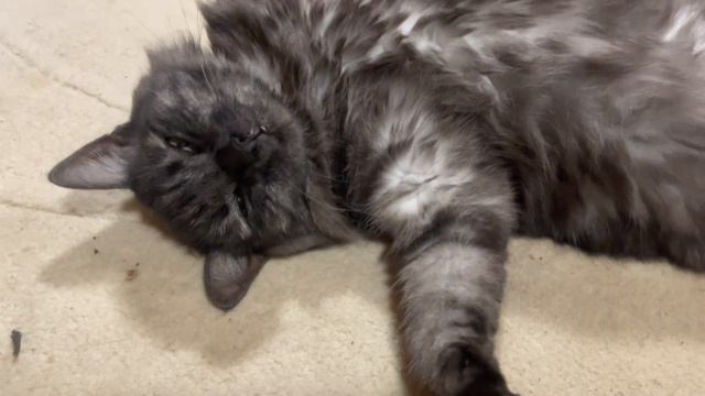 Кого продали из хозяйства? От каких животных будем уходить и какое направление развивать?