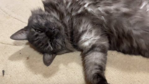 Кого продали из хозяйства? От каких животных будем уходить и какое направление развивать?