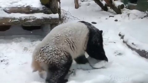 Видео от Аварийка LIVE | ДТП и ЧП России