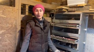 Весна Пришла - Дела Не Ждут! Побег павлинов! | Молодая Ферма