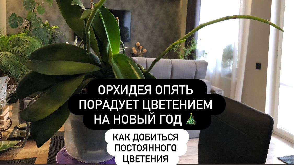 Орхидея непрерывного цветения. Как этого добиться. Какие два аспекта ухода за ней самые главные?