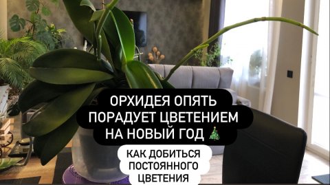 Орхидея непрерывного цветения. Как этого добиться. Какие два аспекта ухода за ней самые главные?