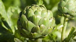 О выращивании артишока