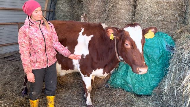 ЧП на хозяйстве. Чуть не произошла трагедия! Будьте аккуратнее | Молодая Ферма