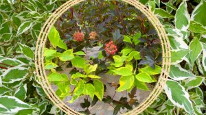 Дерены белые. Сравнение и особенности сортов.