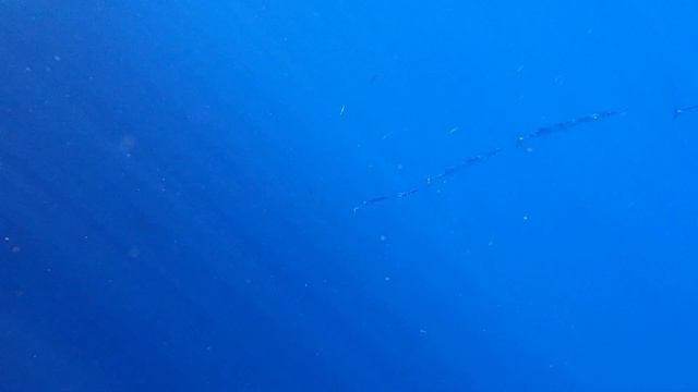 Раненый тилозур