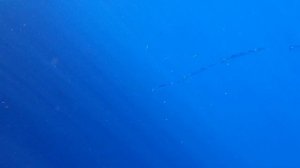 Раненый тилозур