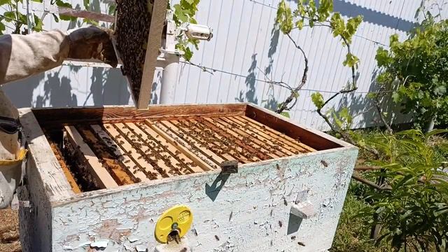 Один из методов работы с ульем лежаком на 21 рамку.