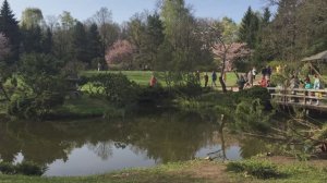 Японский сад, Прекрасные моменты. Цветение сакуры, момент 5.