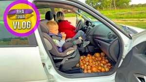 С неба свалился ЛУК!  Мы приняли этот дар! У коз брачные игры. Зимой будут козлята?