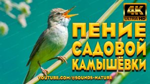 Пение Садовой Камышёвки В Цветущем Весеннем Саду - Подарит Восторг Эмоций И Прогонит Зимнюю Хандру.