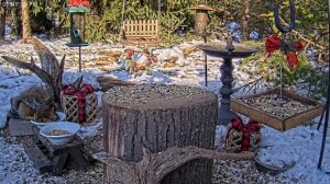 В этой кормушке уже украшение к Новому году