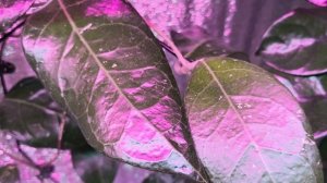 Растения на стеллаже подробности.