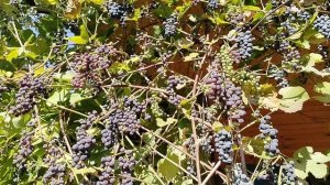 Подмосковный виноград осенью 2025