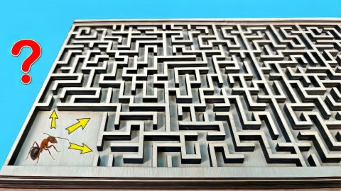 Найдет ли Муравей выход из сложного Лабиринта ?