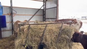 Переезд свиней в новый сарай. Убрали огромных Индюков | Молодая Ферма