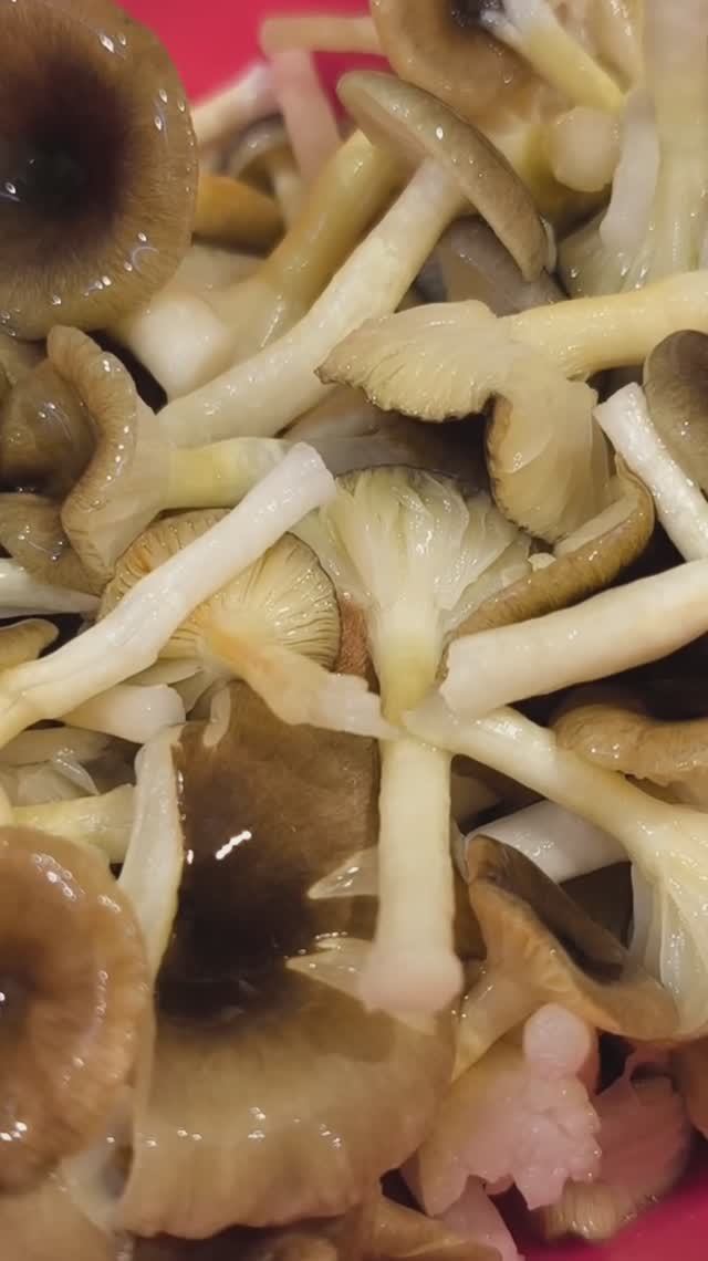 Маринуем гигрофор поздний. Проще не бывает!  рецепт грибочки гигрофор