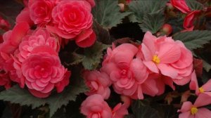 КАКИЕ ЦВЕТЫ ПОСЕЯТЬ В ДЕКАБРЕ