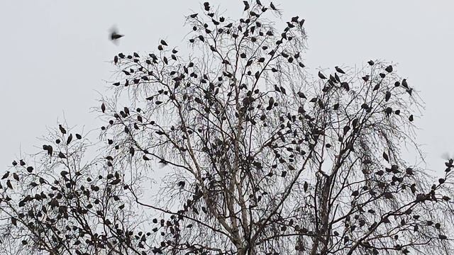 Свиристели...