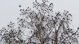 Свиристели...