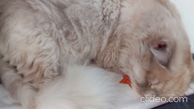 clideo_editor_b6c56b0561aa4db48049d68a060dad4a