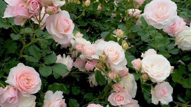 САДЫ ЯПОНИИ ПРЕКРАСНЫЙ РОЗОВЫЙ САД В ЯПОНИИ Keisei Rose Garden