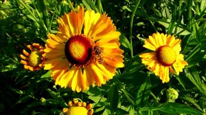 Зацветает рутбеккия