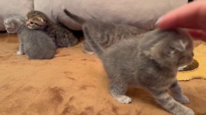 Шотландские котята от породистых родителей, вислоухие котята. Рождённые 15.12.2025 Г.