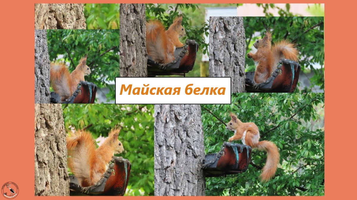 Белка рыжая майская. Кормушка на Дубе. 2025