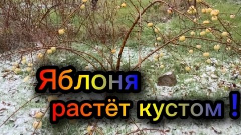 Яблоня растет кустом. Подарочки. Книга поварская.