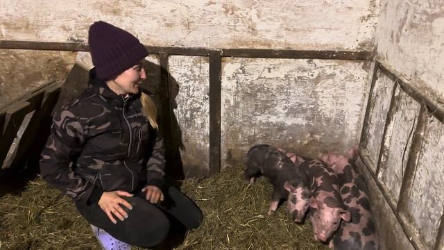 Привезли новое поголовье, аж за 500 км! Кто еще будет жить на нашей ферме? Жизнь в деревне