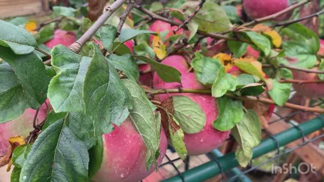 Дачный обзор 19 сентября 2025. | Садовые растения