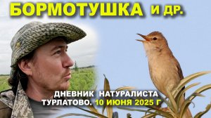Птицы Турлатова. Дневник 10 июня 2025 г.