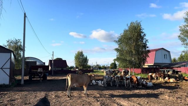 Заготавливаем сено! И как я умудрилась сломать новый пресс?! Продаем нетелей, баранов и коз!