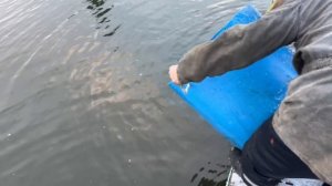 13.12.25. Зарыбление VIP зоны форелью.