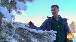 Елочный патруль против "черных лесорубов". Доброе утро. Суббота. Фрагмент выпуска от 13.12.2025