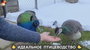 Идеальное птицеводство достойно восхищения 🐓🦆🦢🦚🦃🐔 эпизод (420)