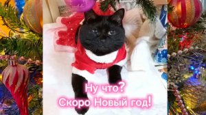 Скоро Новый год 🎄