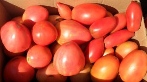 Польза помидоров