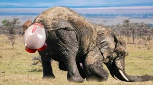 Редкие кадры рождения животных — то, что обычно скрыто от глаз