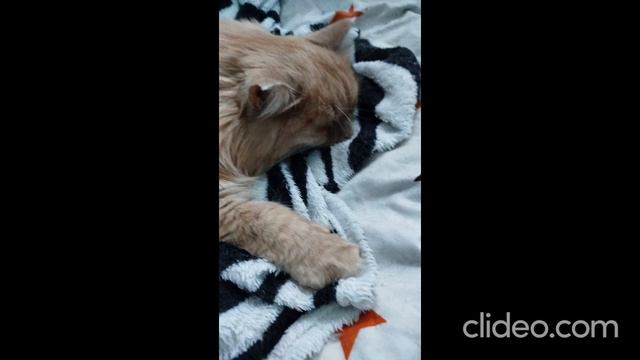 clideo_editor_e8fa7e57861e4ca591b2df5612981a1a