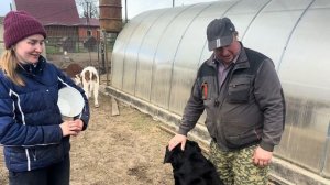 Привезли целый микроавтобус БЫКОВ из Карелии! Развиваем сельское хозяйство!