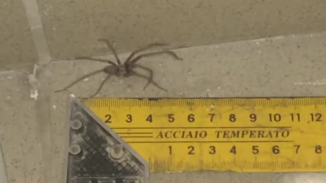 ОГРОМЕДНЫЙ ПАУК В ОФИСЕ