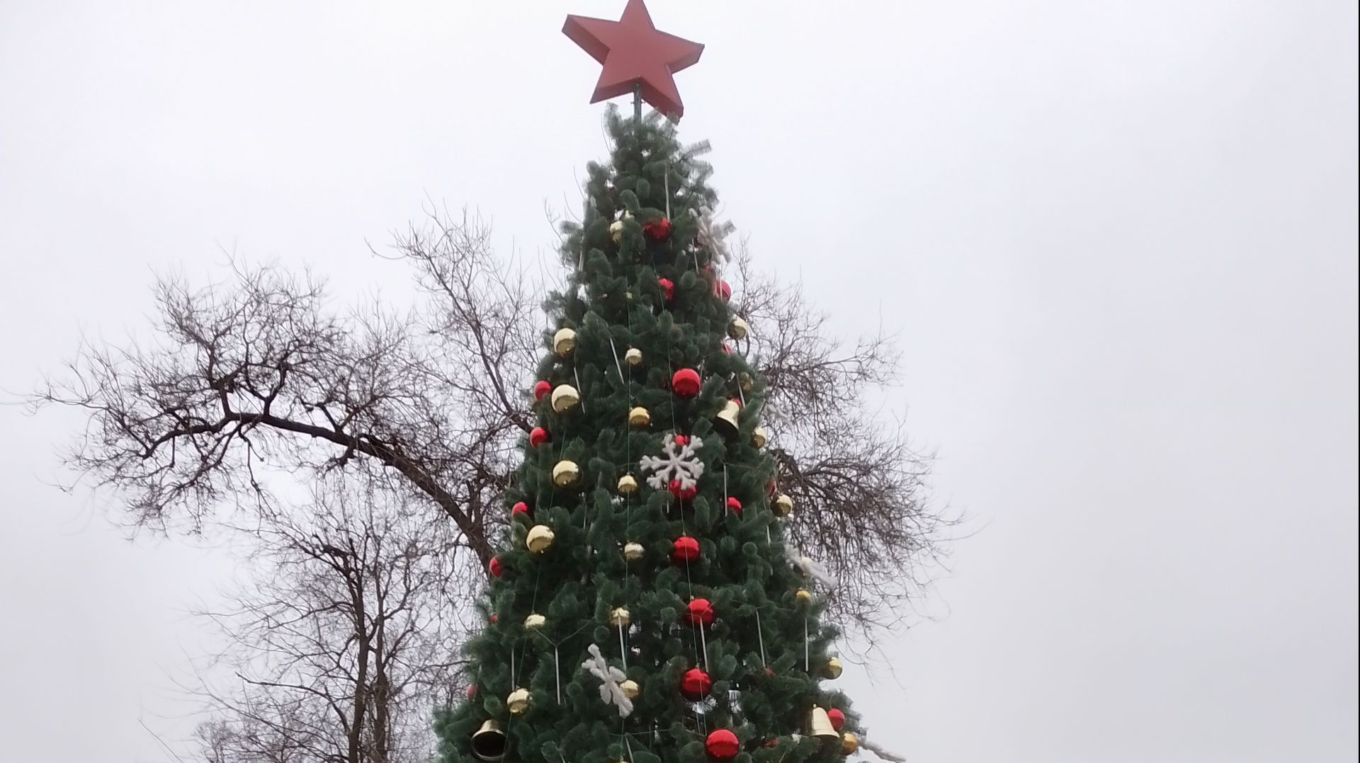 Ёлки нашего города!