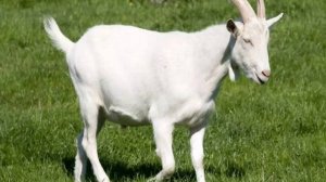 Как животные помогают людям