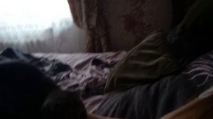 VID_20251213_112934.mp4